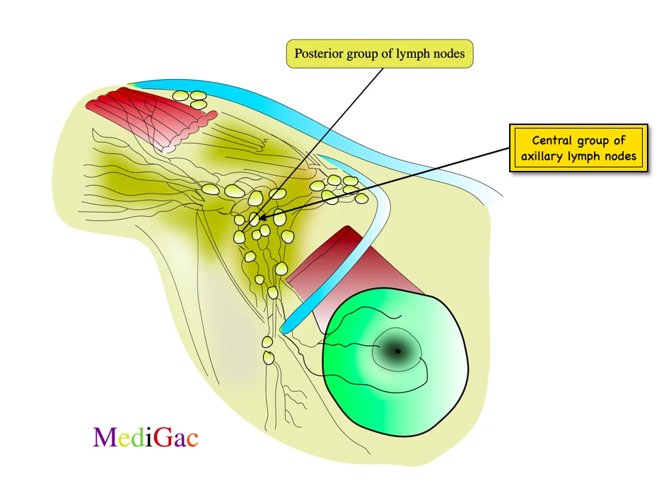 Central axillary group of lymph nodes